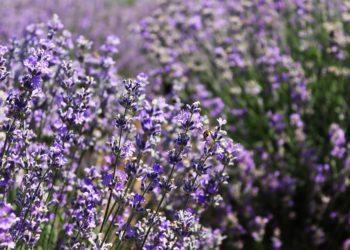 Tyrimas: pusė levandų eterinių aliejų – klastotės