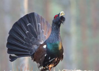 Gamtininkai prašo netrikdyti kurtinių (video)