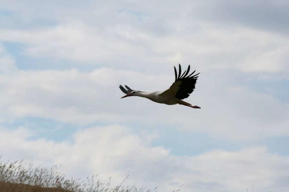 L. Purlienė. Blavieščiai