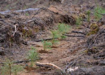 Miškininkai kviečia į miškasodį: bus įveistas rekordinis naujų miškų plotas