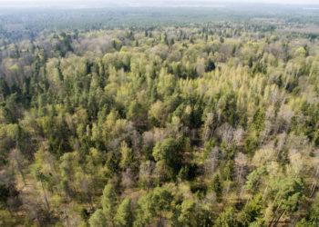 Nacionalinio susitarimo dėl miškų eiga: susitarta dar dviejose grupėse