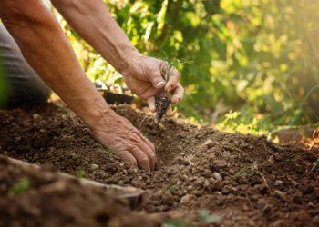 Pirmieji pavasario darbai: ko turėtų nepamiršti kiekvienas sodininkas?