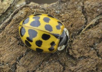 Bundantį pavasarį pajutusios boružės: puošnios ir neprijaukinamos medžiotojos