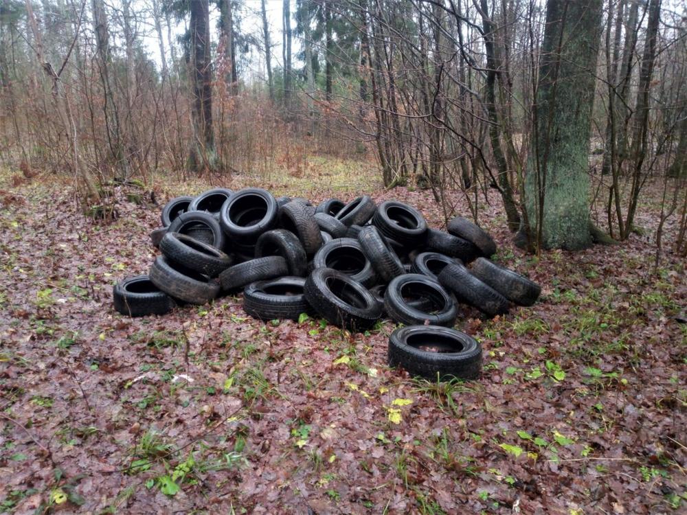 Padangos miškuose | Aplinkos apsaugos departamento nuotr.