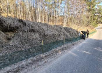 Prasidėjo varlių kelionės