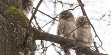 Ką daryti radus bejėgį paukščių jauniklį?