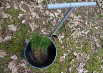 Įveiskite mišką nenaudojamoje savo žemėje ir taip prisidėkite prie miškingumo didinimo