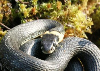 Geltonskruostis žaltys | vstt.lt nuotr.