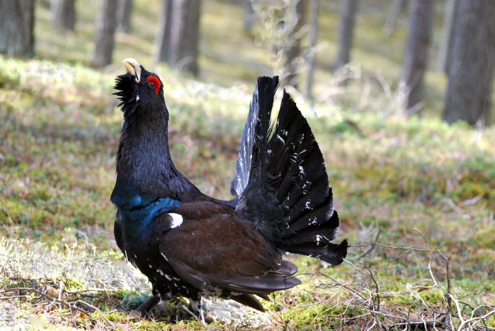 Kurtinys | R. Zizo nuotr.