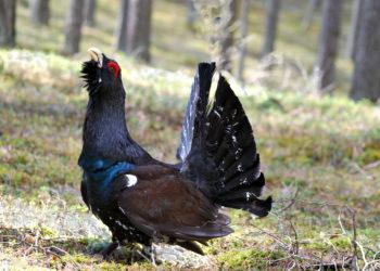 Kurtinys | R. Zizo nuotr.