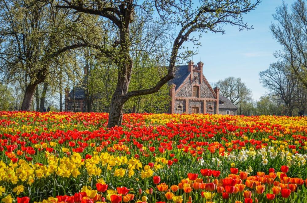 Burbiškio dvare vėl vyks Tulpių žydėjimo šventė!