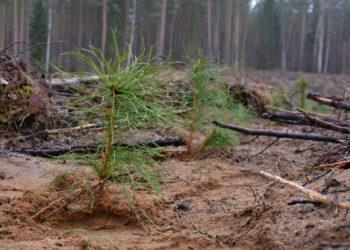 Prasideda užsirašymas į Nacionalinį miškasodį!