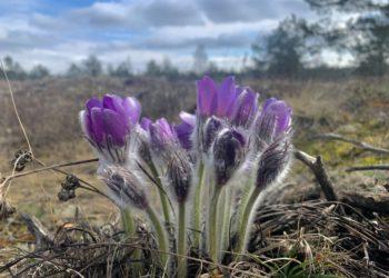 Nematoma karinių poligonų pusė – saugo ne tik žmones (I) (video)
