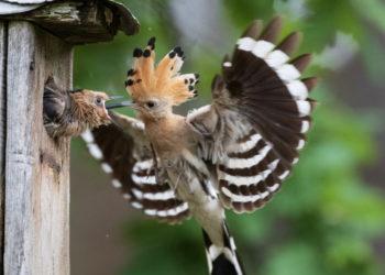 Kukutis | Ž. Morkvėno nuotr.