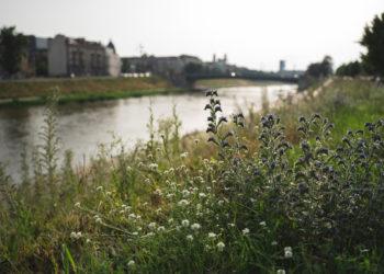 Vilniuje – naujos vejos priežiūros taisyklės