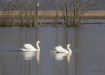 Lesinti negaliu susilaikyti – kur dėti kablelį?