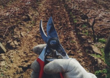 Kada galite genėti ir šalinti želdinius?