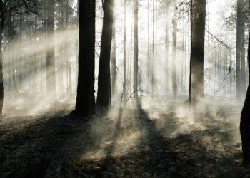 Miškų mokslo darbams, kurie skatins naujovėmis grįstą miškininkavimą – 357 tūkst. eurų