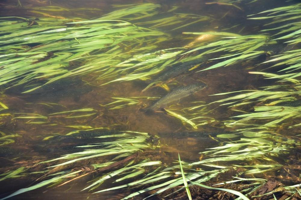 Žuvys, įžuvinimas | žuv.lt nuotr.
