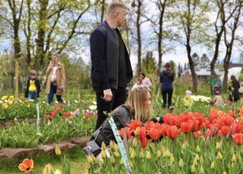 VDU Botanikos sode Kaune – žydinti tulpių enciklopedija