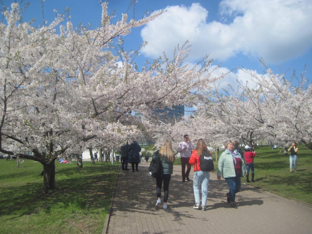 Vilnių vėl papuošė žydinčios sakuros