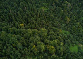 Miškas | freepik.com nuotr.