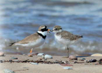Poilsiaujant Latvijoje – atidumas paukščiams