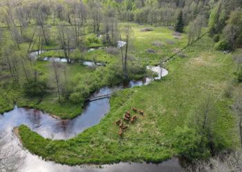 Gamtosauginei misijai įdarbintos karvės | lrv.lt nuotr.