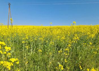 Rapsai | Alkas.lt, A. Sartanavičiaus nuotr.