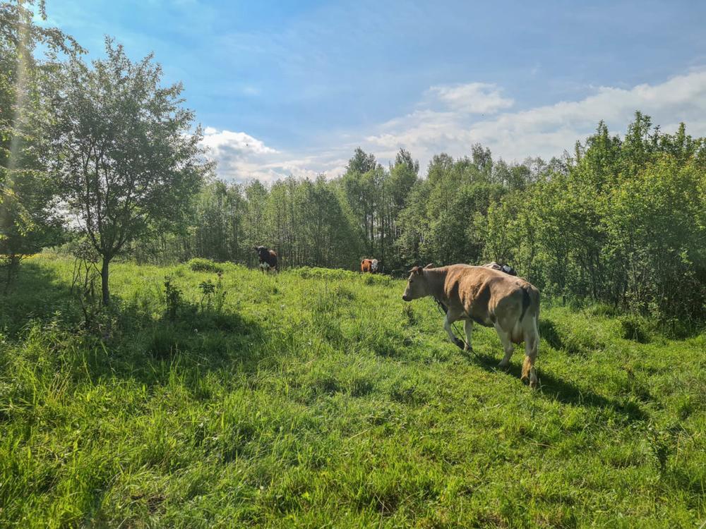 Karvė | Alkas.lt, A. Sartanavičiaus nuotr.