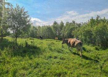 Karvė | Alkas.lt, A. Sartanavičiaus nuotr.