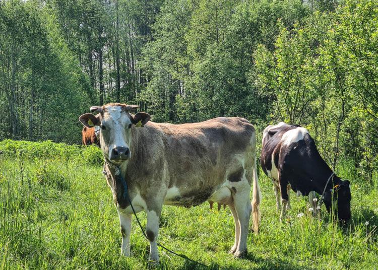 Karvė