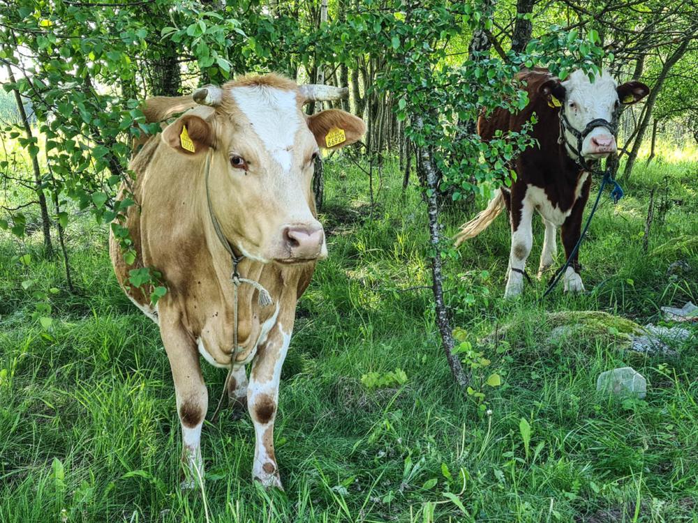 Karvė | Alkas.lt, A. Sartanavičiaus nuotr.