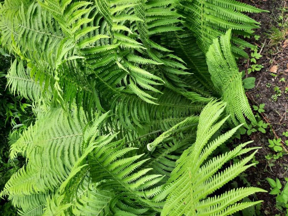 Papartis | N. Marcinkevičienės nuotr