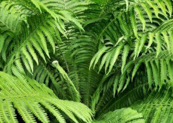 Papartis | N. Marcinkevičienės nuotr