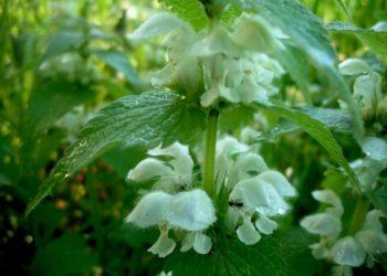A. Stabrauskas. Baltažiedė notrelė (Lamium album)