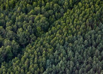 Bus griežčiau ribojami kirtimai