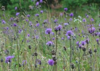 Neniokokime savų augalų, neplatinkime svetimų | lrv.lt nuotr.