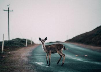 Gyvūnai ant kelio: ypatingas budrumas ryte ir vakare