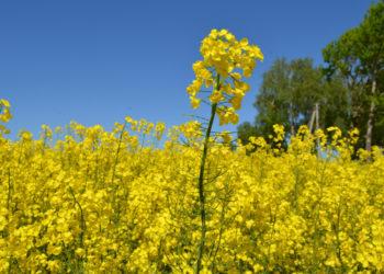 Kvietimas išsakyti nuomonę apie GMO | lrv.lt nuotr.