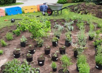 Labiausiai vaikų uostomas ir liečiamas augalas – mėta | lrv.lt nuotr.