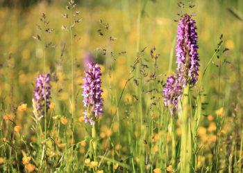 Natūrali pieva | Ž. Morkvėno nuotr.