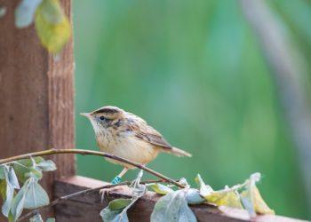 Nykstančios rūšys. Žuvinte perkelta meldinė nendrinukė | Ž. Morkvėno nuotr.