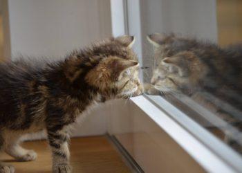 Ką gali veidrodžiai?