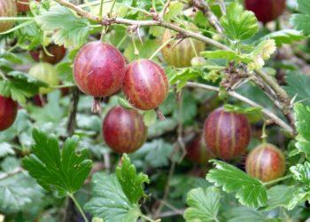 Agrastai tiks ne tik uogienėms