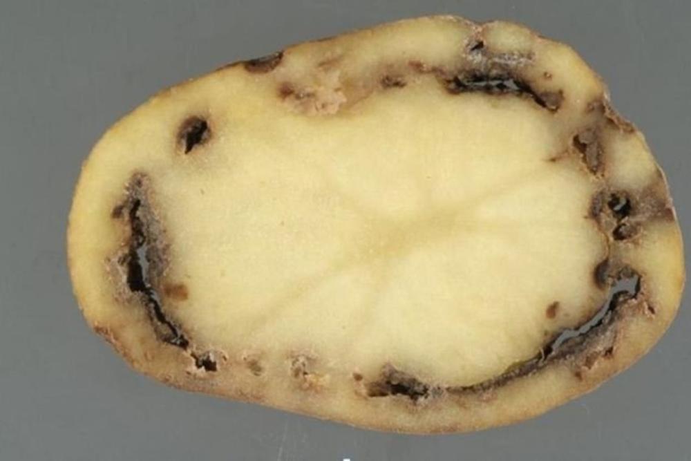 Bulvių žiedinis puvinys | Valstybinės augalininkystės tarnybos nuotr.