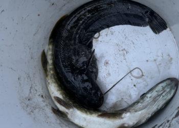 Traukiantiems mažas žuveles: pagavai – paleisk! | lrv.lt nuotr.