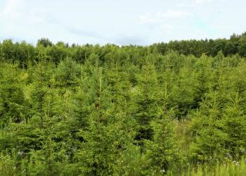 Miškų savininkų dėmesys ir atsakingumas didėja | lrv.lt nuotr.