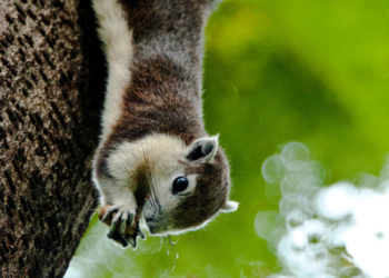 Svetimžemių rūšių sąrašas papildytas 22 naujomis rūšimis | lrv.lt nuotr.