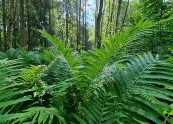 Milžiniški paparčiai ir Švenčionių žolynai | lrv.lt nuotr.